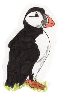 Ink drawing of an Atlantic puffin in summer