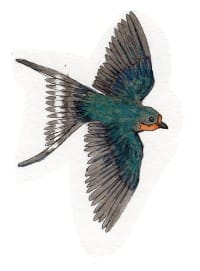 Ink drawing of a barn swallow in flight