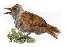 Ink drawing of a dunnock