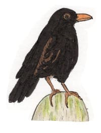 Ink drawing of a Eurasian blackbird sitting on a post