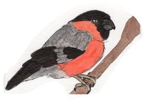 Ink drawing of a Eurasian bullfinch