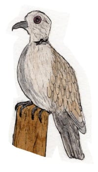 Ink drawing of a Eurasian collared-dove