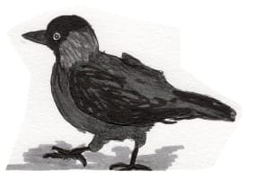 Ink drawing of a Eurasian jackdaw
