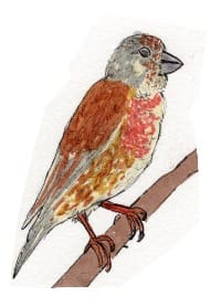 Ink drawing of a Eurasian linnet
