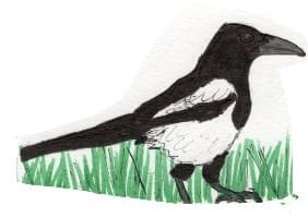 Ink drawing of a magpie walking through grass