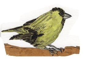 Ink drawing of a Eurasian siskin