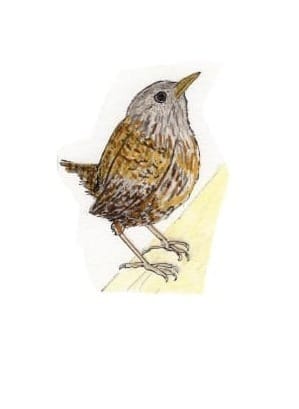 Ink drawing of a Eurasian wren