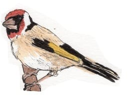 Ink drawing of a European goldfinch