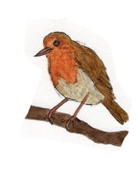 Ink drawing of a European robin perched on a branch