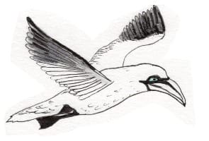 Ink drawing of a gannet in flight