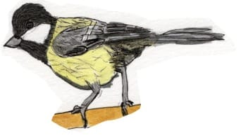 Ink drawing of a great tit