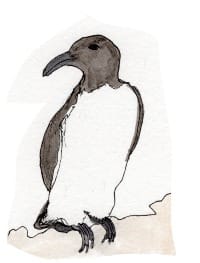 Ink drawing of a guillemot