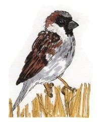 Ink drawing of a house sparrow perched on grasses