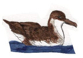 Ink drawing of a manx shearwater on the water