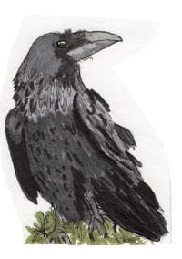 Ink drawing of a raven