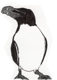 Ink drawing of a razorbill