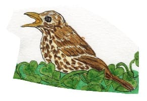 Ink drawing of a song thrush in ivy