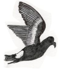 Ink drawing of a storm petrel in flight