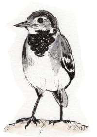 Ink drawing of a white wagtail