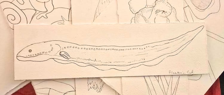 Ink drawing of an electric eel on watercolor paper. Behind the main drawing, you can see a pile of other ink drawings on watercolor paper.