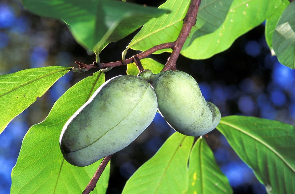 Asimina triloba, aka the pawpaw 