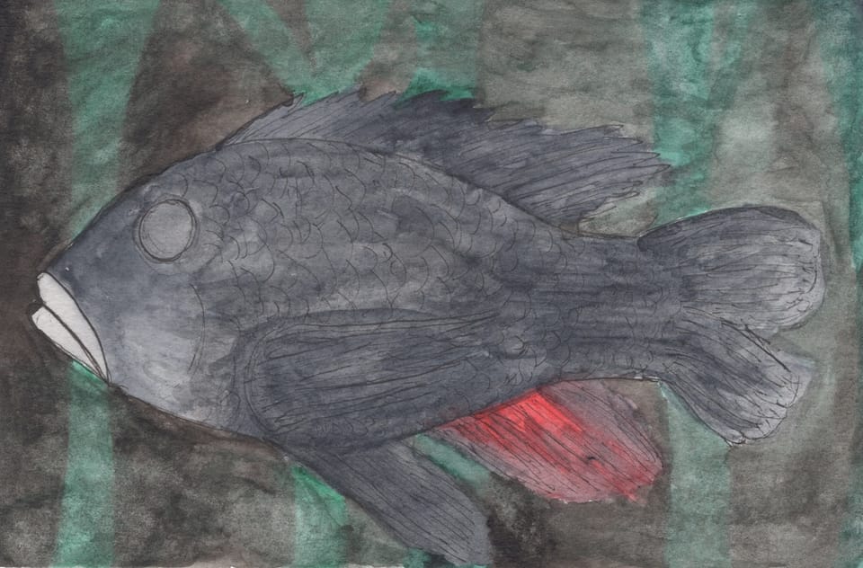 Watercolor of a two-striped whitelip cichlid (fish): dark gray with one deep red anal fin, missing an eye. In shadowy water with green and gray shapes visible in the background.