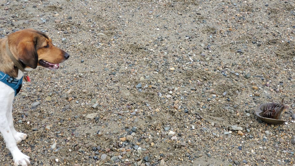A brown and white hound dog, standing on a beach, looking with interest at an upside down horseshoe crab. (Horseshoe crab was subsequently righted and helped back into the ocean unharmed).